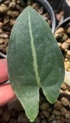 Hapaline sp. #1
