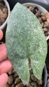 Hapaline sp. #2