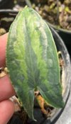 Hapaline sp. #3