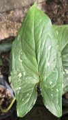 Hapaline sp. #4