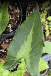 Hapaline sp. #5