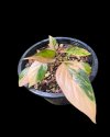Homalomena 'Pink Diamond'
