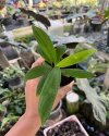 Homalomena hasei
