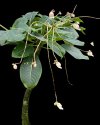 Impatiens mirabilis