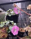 Impatiens sirindhorniae