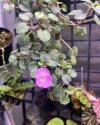 Impatiens sirindhorniae