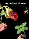 Impatiens vinosa