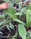 Johannesteijsmannia magnifica 'Silver Joey'