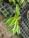 Kaempferia angustifolia 3D