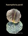 Kaempferia pardi