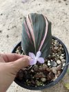 Kaempferia pulchra black pink variegated