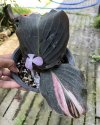 Kaempferia pulchra black pink variegated