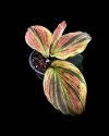 Kaempferia pulchra orange variegated #2