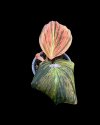Kaempferia pulchra orange variegated #3