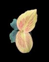 Kaempferia pulchra orange variegated #4