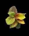 Kaempferia pulchra orange variegated #5