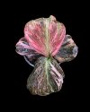 Kaempferia pulchra pink variegated