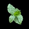 Kaempferia pulchra special clone