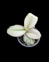 Kaempferia pulchra white variegated