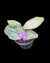 Kaempferia pulchra white variegated