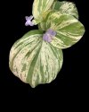 Kaempferia pulchra yellow variegated #2