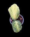 Kaempferia pulchra yellow variegated #3