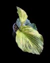 Kaempferia pulchra yellow variegated #4