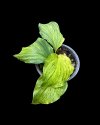 Kaempferia pulchra yellow variegated #5