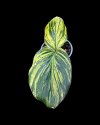 Kaempferia pulchra yellow variegated #6