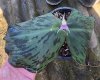 Kaempferia saraburiensis