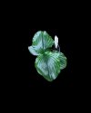 Kaempferia siamensis