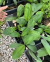 Lanonia dasyantha