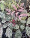 Leea indica variegated