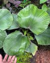 Licuala cordata (Size L)