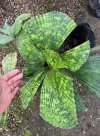 Licuala sp. Kalimantan (Size L)