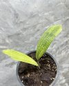 Licuala sp. Kalimantan (Size S)