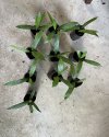 Licuala cordata (Size S)