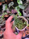 Lindsaea sp.