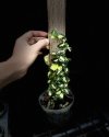 Ficus sp. variegated from Japan