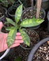 Manilkara zapota variegated