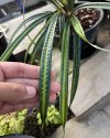 Mapania cuadata
