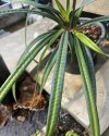 Mapania cuadata