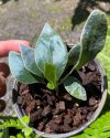 Microsorum siamensis (dwarf)