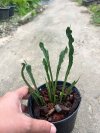 Microsorum sp. mutation #2