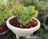 Microsorum sp. mutation