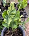 Microsorum sp. Variegated #1