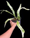 Microsorum spp. Variegated
