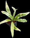 Microsorum spp. Variegated #2