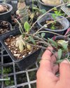 Monadenium rubellum