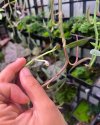 Monadenium rubellum